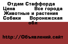 Отдам Стаффорда › Цена ­ 2 000 - Все города Животные и растения » Собаки   . Воронежская обл.